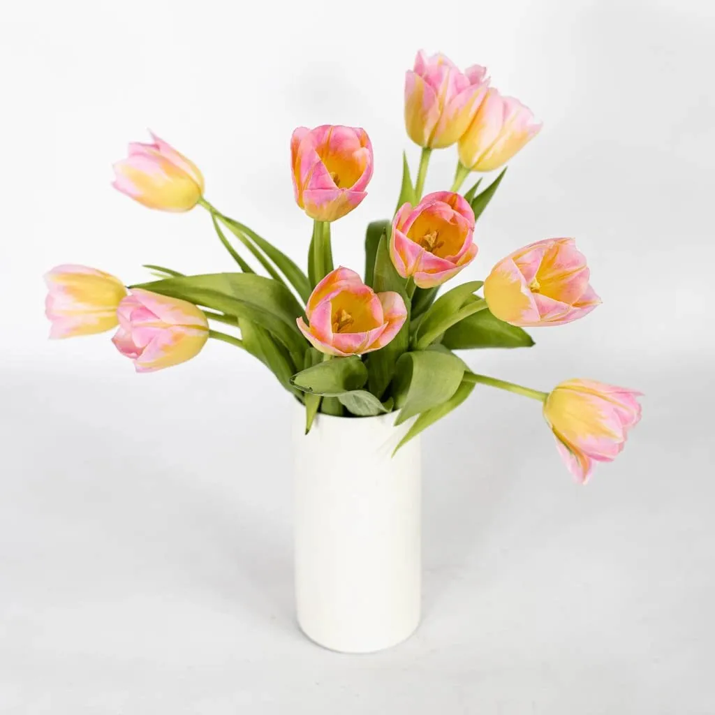 Pink and Yellow Twist Tulips