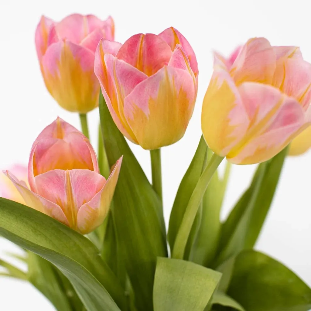 Pink and Yellow Twist Tulips
