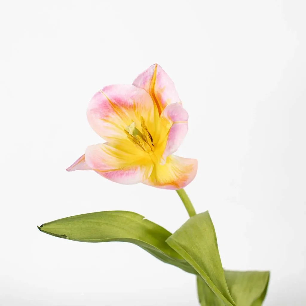 Pink and Yellow Twist Tulips