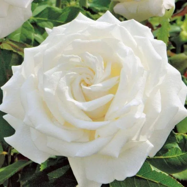 Pope John Paul II Rose