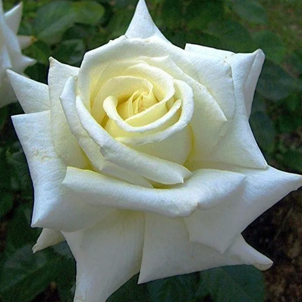 Pope John Paul II Rose