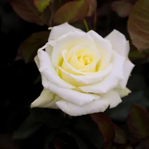 Pope John Paul II Rose