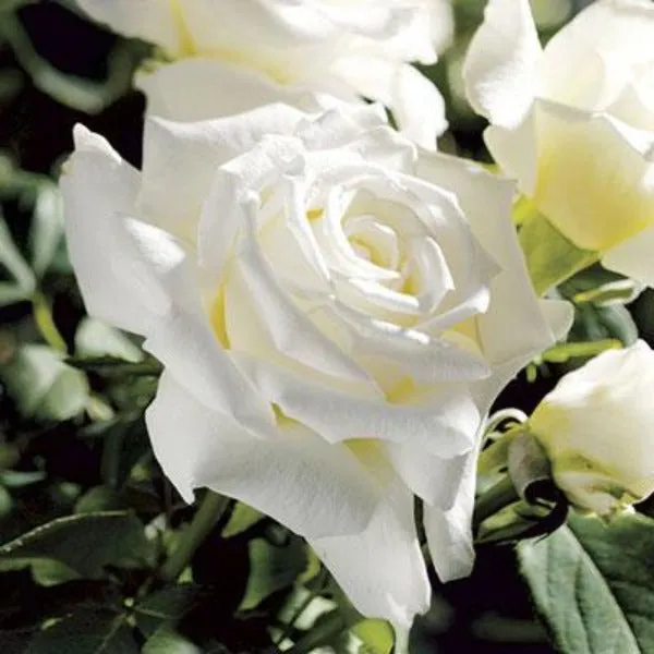 Pope John Paul II Rose